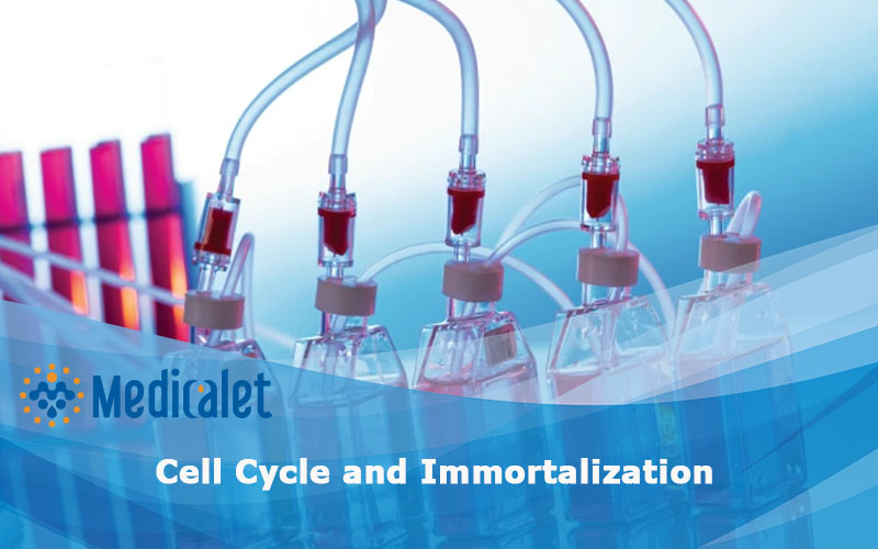 cell cycle and immortalization